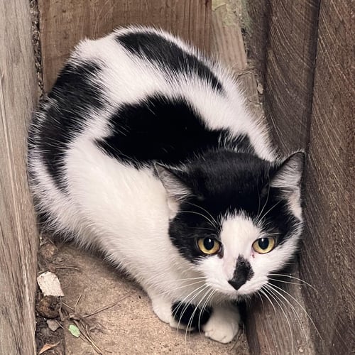 MAKANI - Domestic Short Hair available for adoption