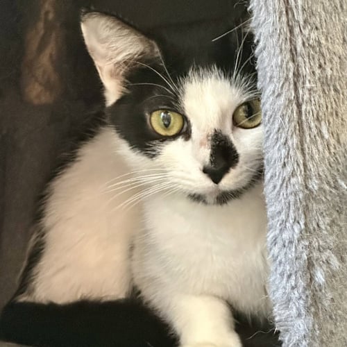 MAKANI - Domestic Short Hair available for adoption