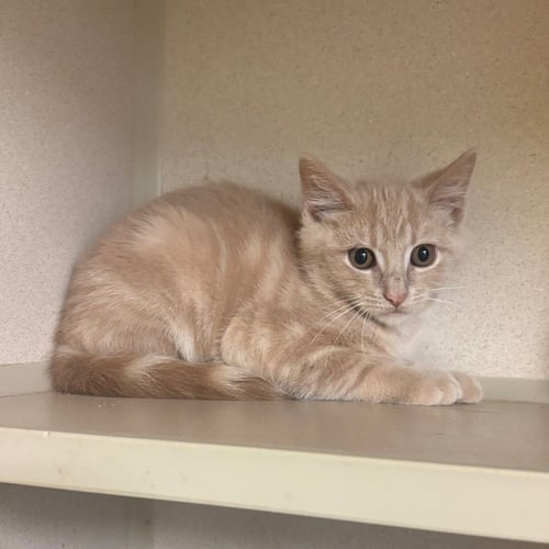 BLAIR - Domestic Short Hair available for adoption