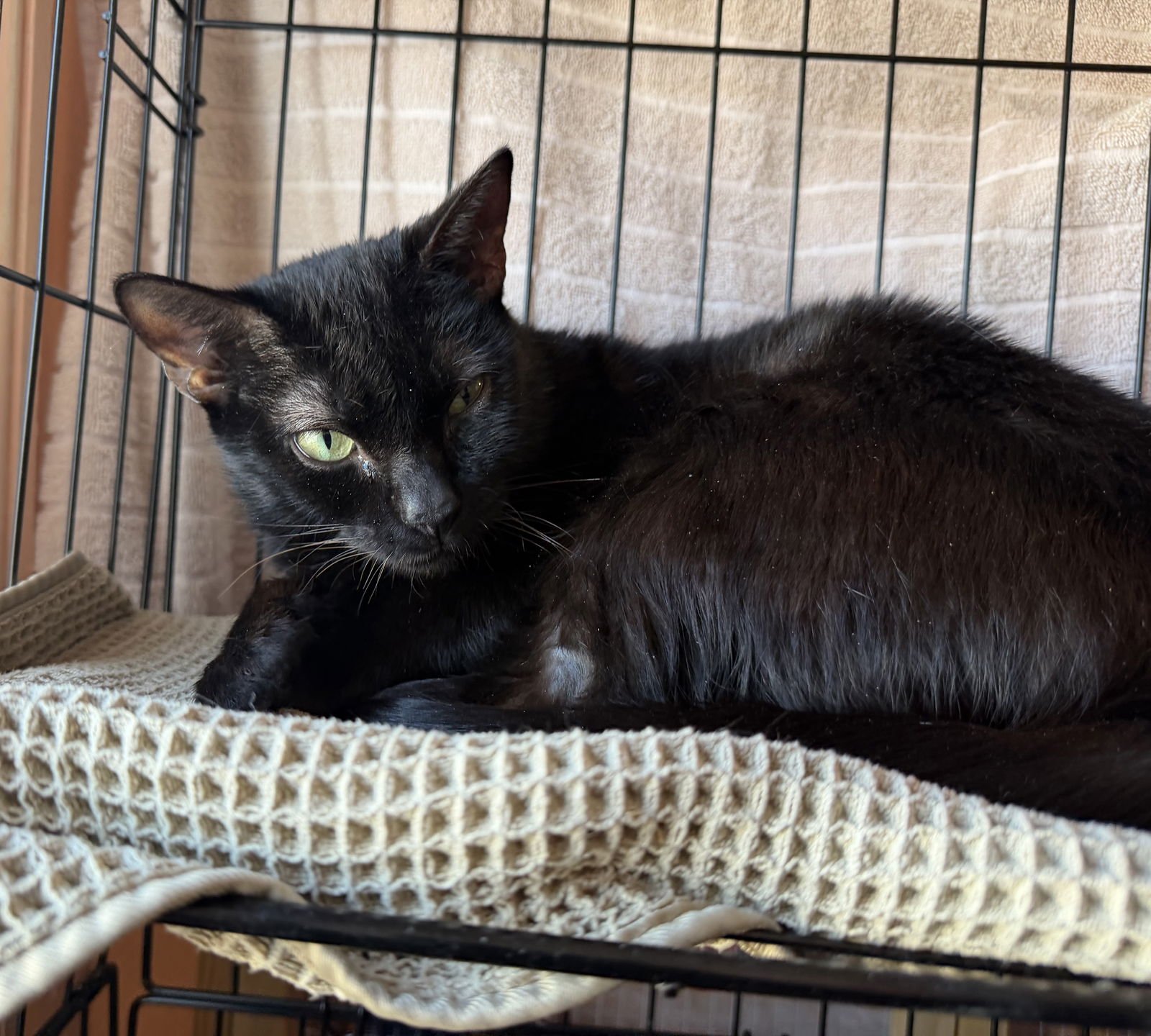 ANU - Domestic Short Hair available for adoption