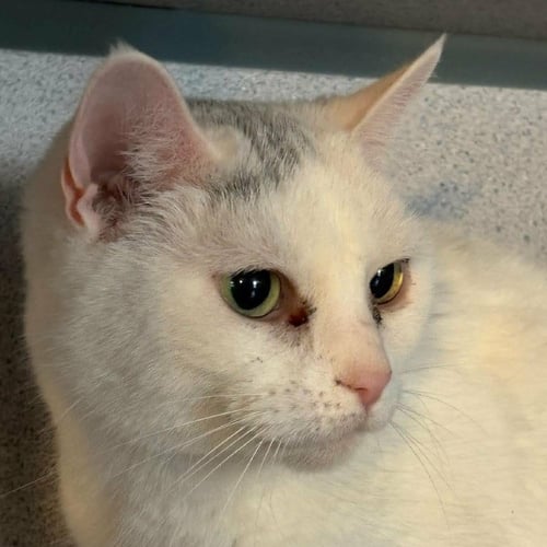 PANDORA - Domestic Short Hair available for adoption