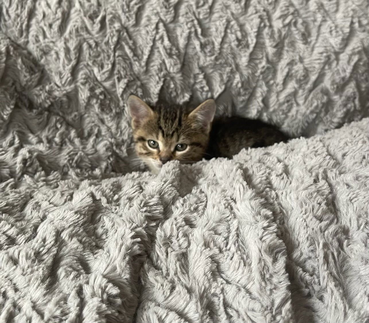 CLYDE - Domestic Short Hair available for adoption