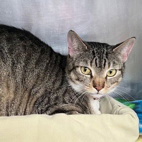 MELODY - Domestic Short Hair available for adoption