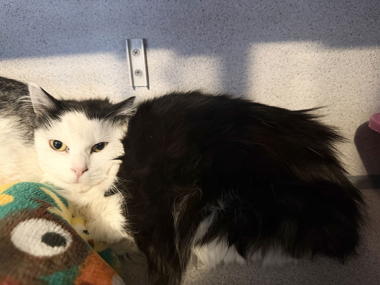 MISS YVONNE - Domestic Long Hair available for adoption