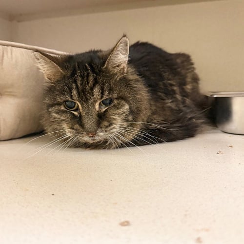 PURLING - Domestic Long Hair available for adoption
