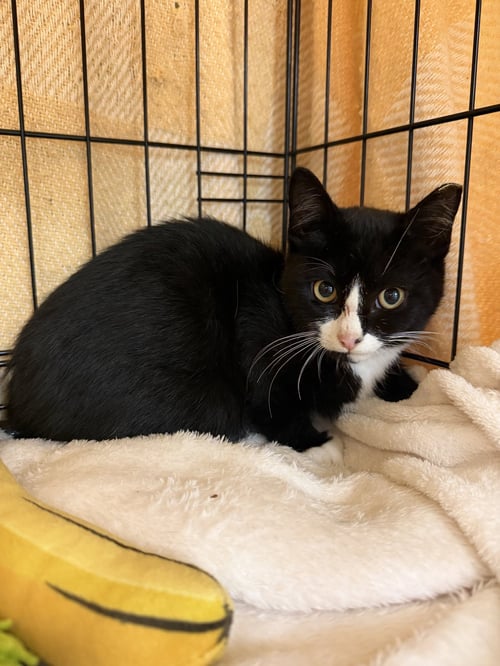 GRAVY - Domestic Short Hair available for adoption