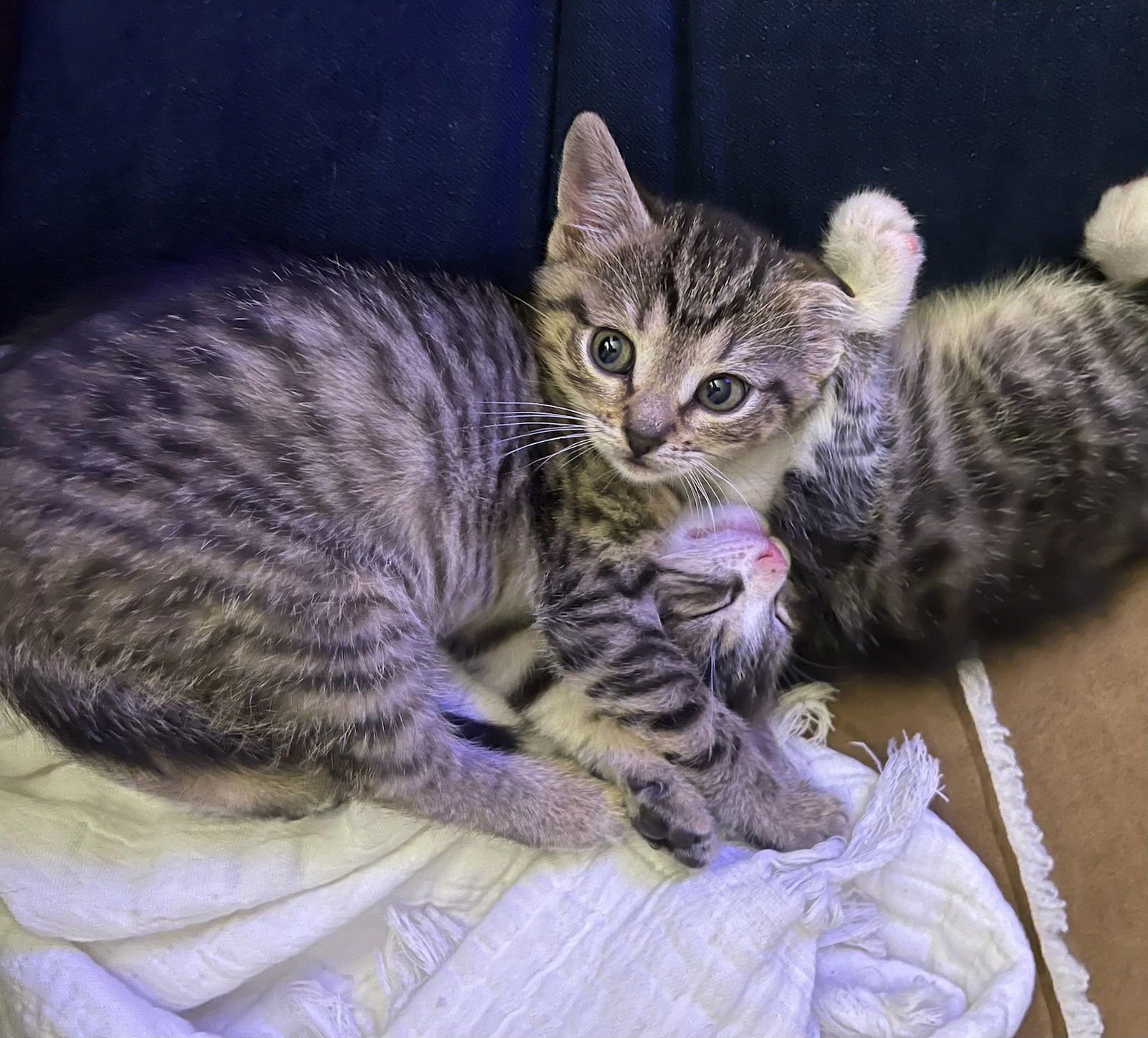 BONNIE - Domestic Short Hair available for adoption