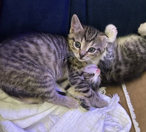 BONNIE - Domestic Short Hair available for adoption