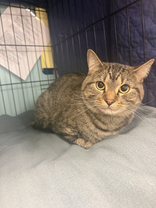 MANGO - Domestic Short Hair available for adoption