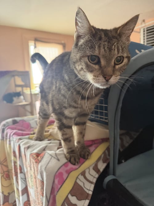 MARNIE - Domestic Short Hair available for adoption