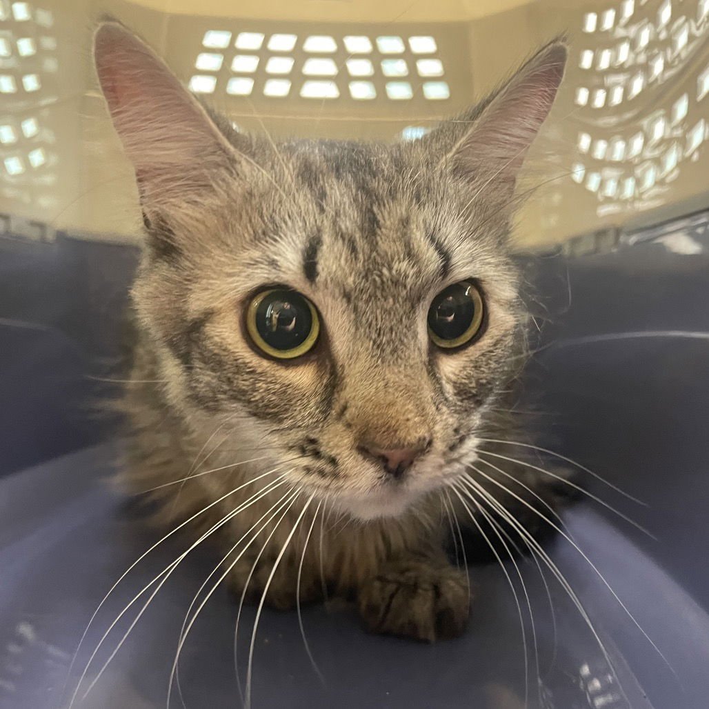 KENYATTA - Domestic Medium Hair available for adoption