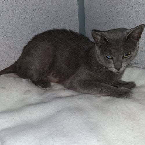 BLUE - Domestic Short Hair available for adoption