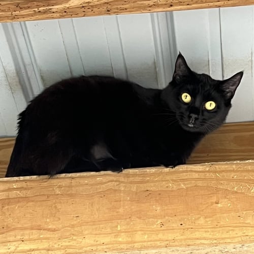 ALBA - Domestic Short Hair available for adoption
