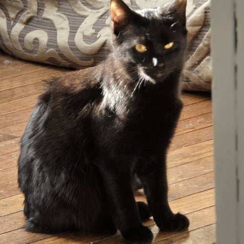 ALBA - Domestic Short Hair available for adoption