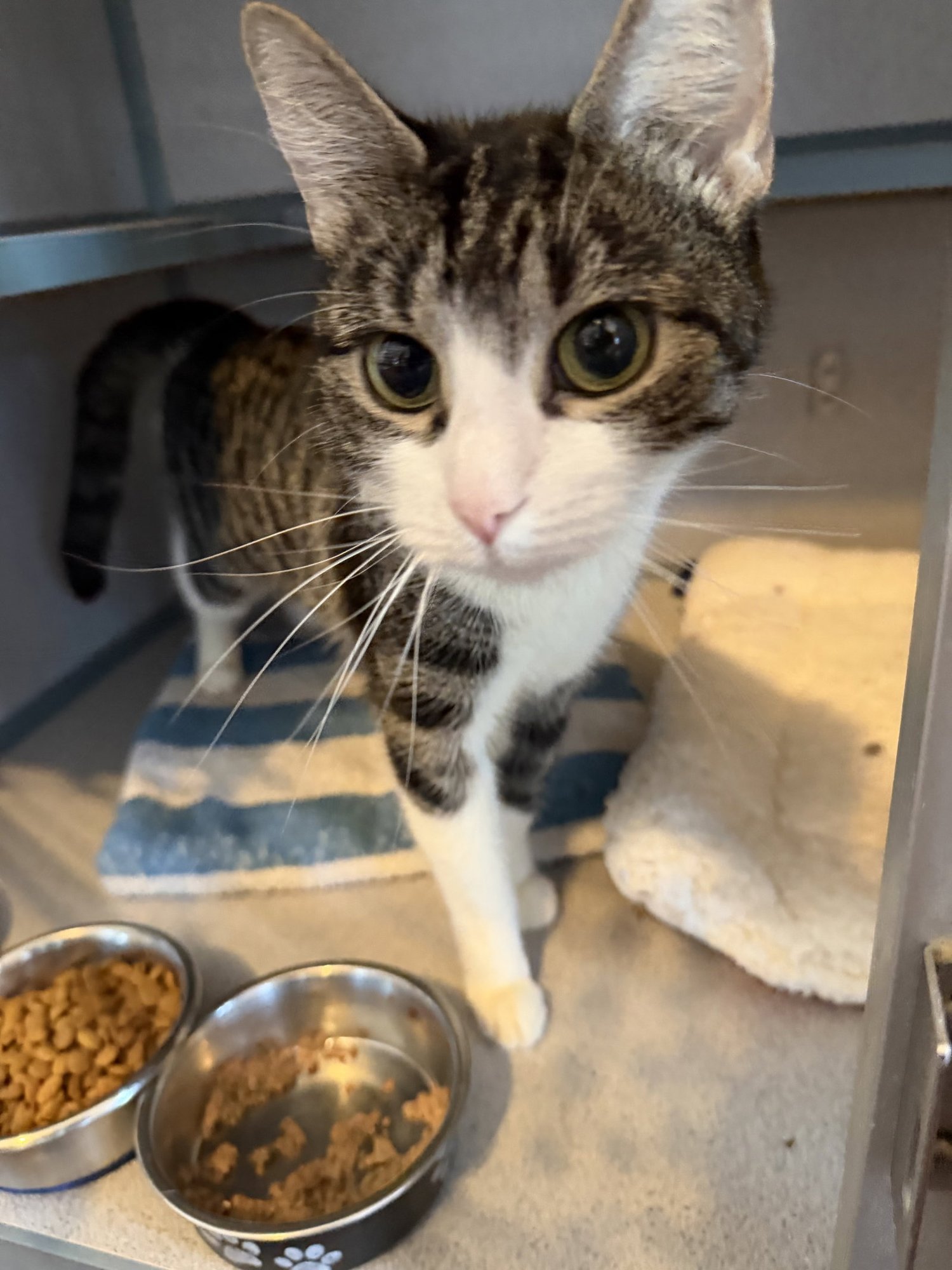 OREO - Domestic Short Hair available for adoption