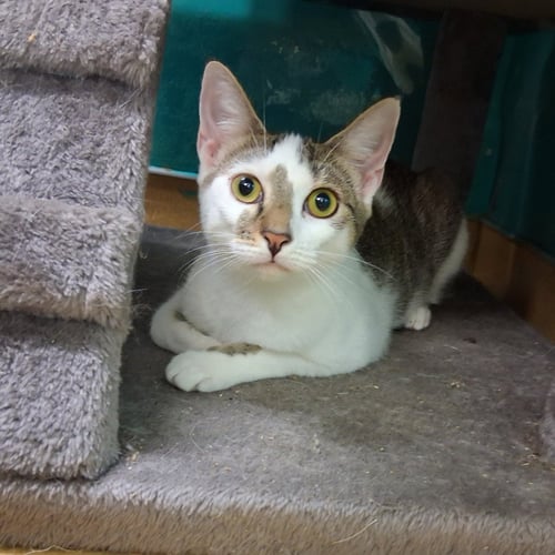 DARIA - Domestic Short Hair available for adoption