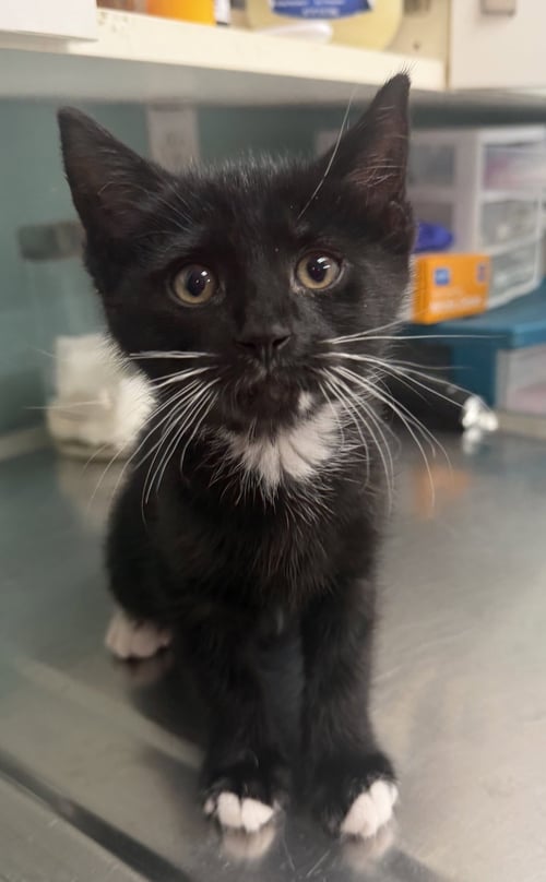 EDWARD - Domestic Short Hair for adoption in Albany