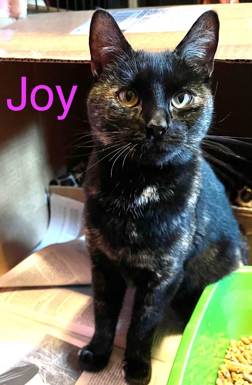 JOY - Domestic Short Hair available for adoption
