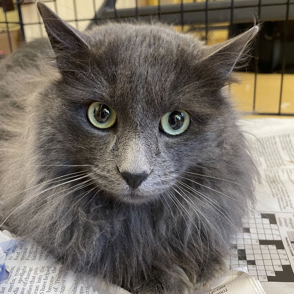 FABIO - Domestic Long Hair available for adoption
