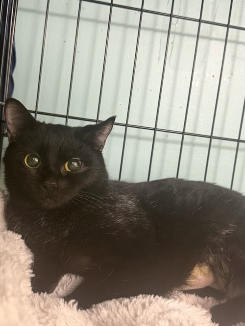 BIRDIE - Domestic Short Hair available for adoption