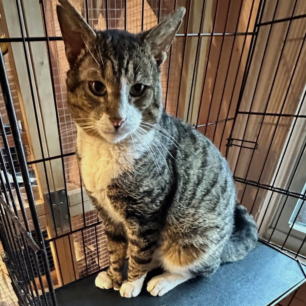 HEMMYWAY - Domestic Short Hair available for adoption