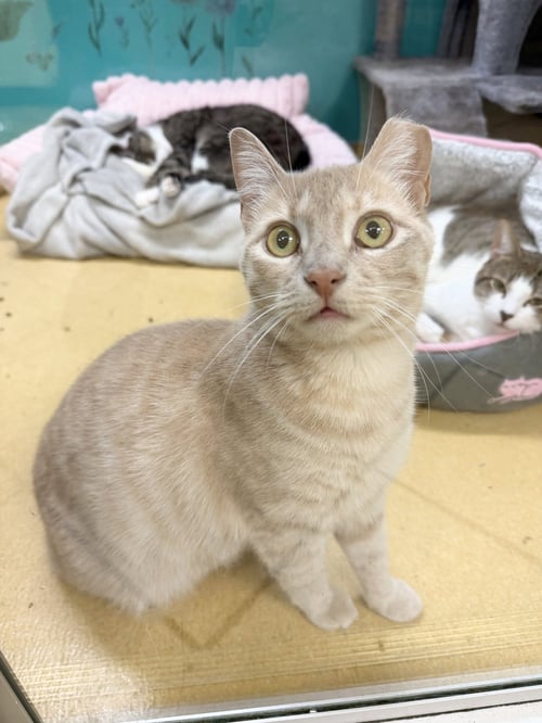 ANSLER - Domestic Short Hair available for adoption