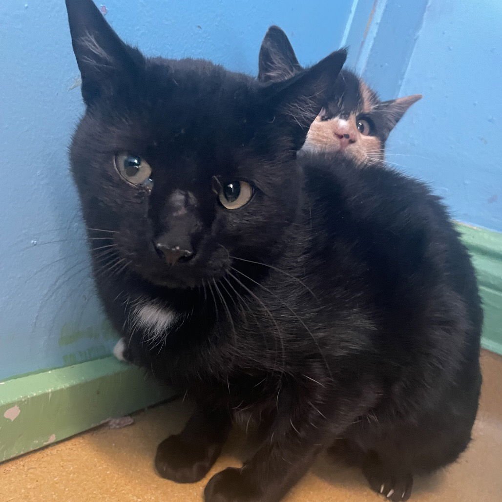 MESA - Domestic Short Hair available for adoption