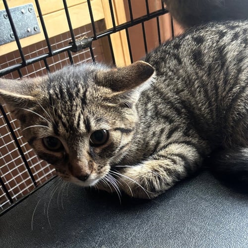 GHOST PEPPER - Domestic Short Hair available for adoption
