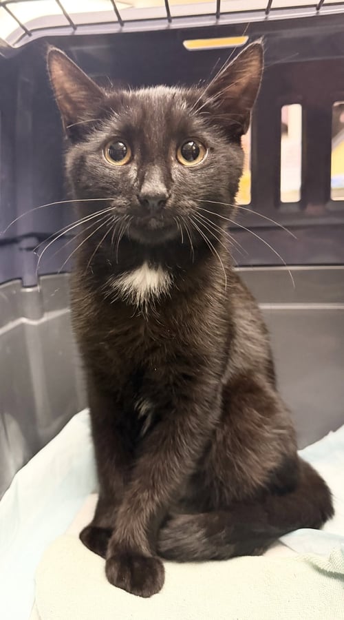 REGGIE - Domestic Short Hair available for adoption