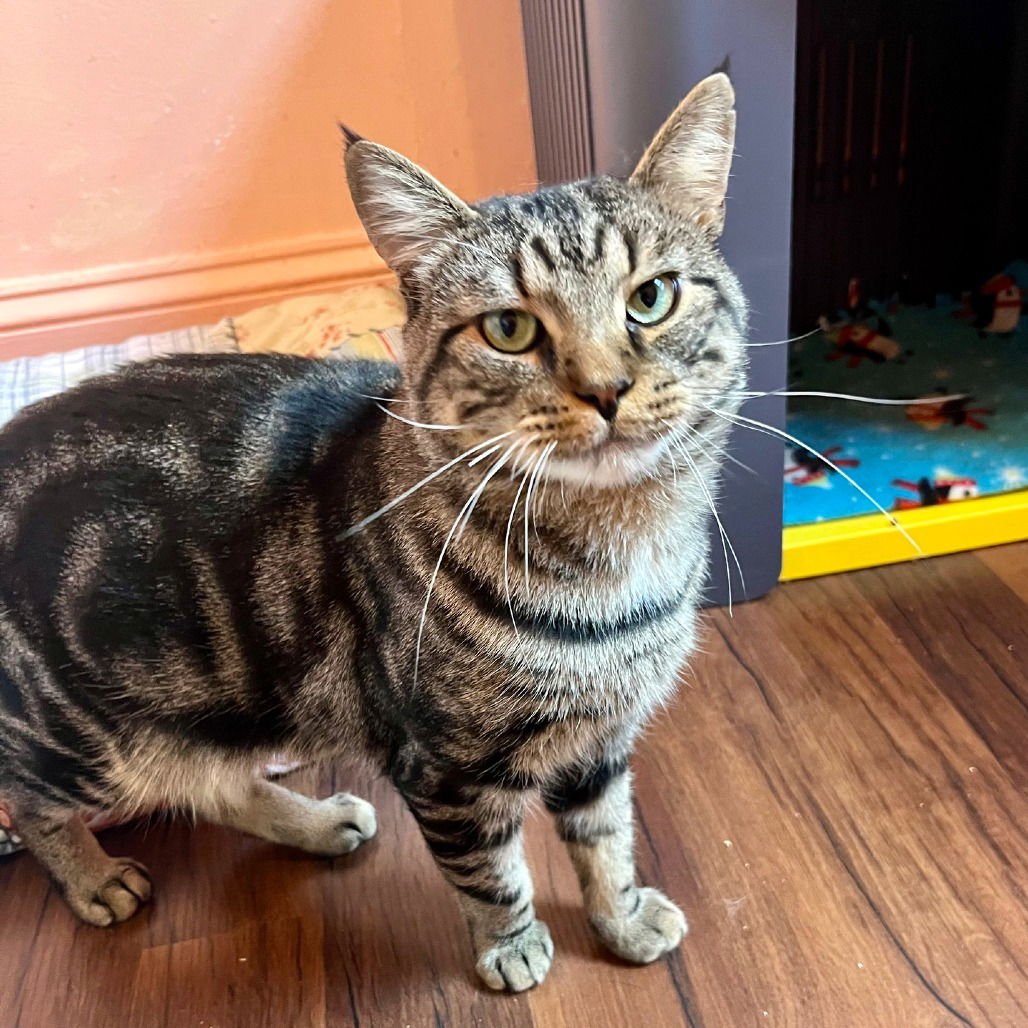 SEPTEMBER - Domestic Short Hair available for adoption