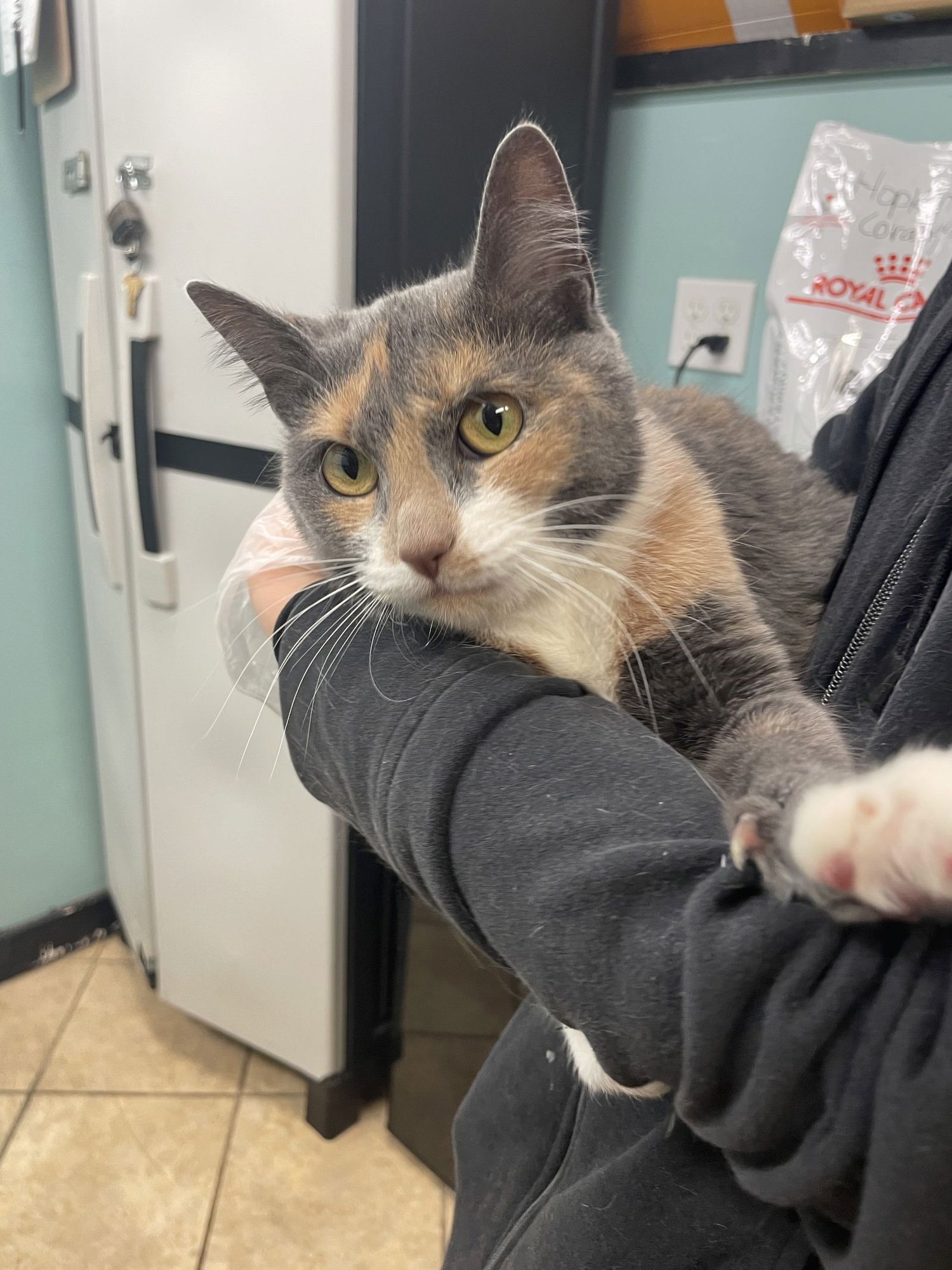 LILY - Domestic Short Hair available for adoption