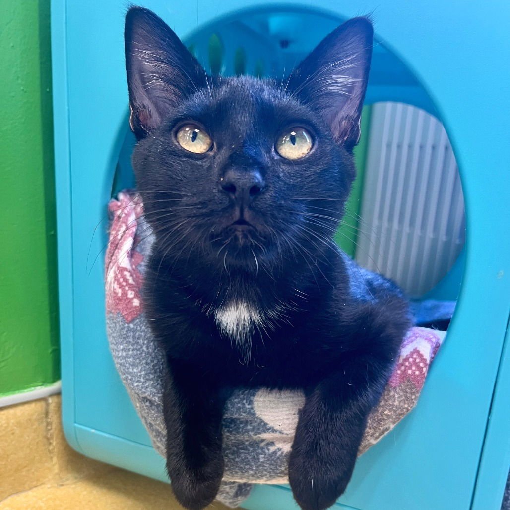 TOMMY - Domestic Short Hair available for adoption