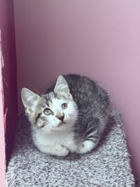 Ayla - Photo 2