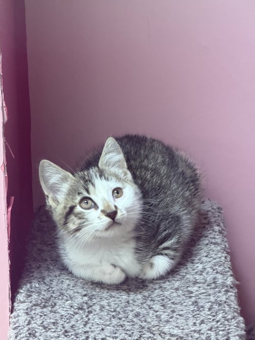 AYLA - Domestic Short Hair available for adoption
