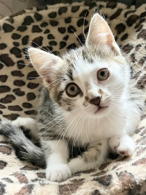 AYLA - Domestic Short Hair available for adoption