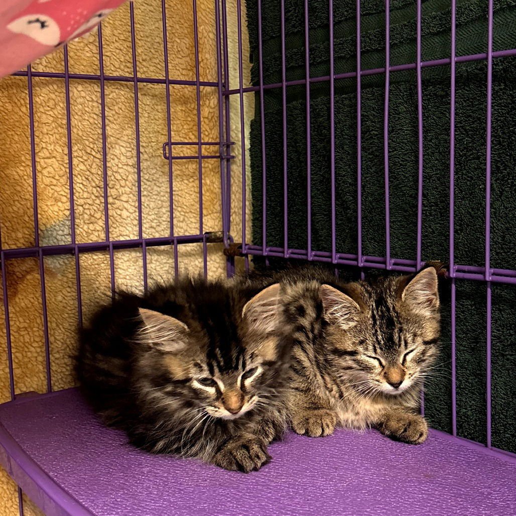 PEARL - Domestic Long Hair available for adoption