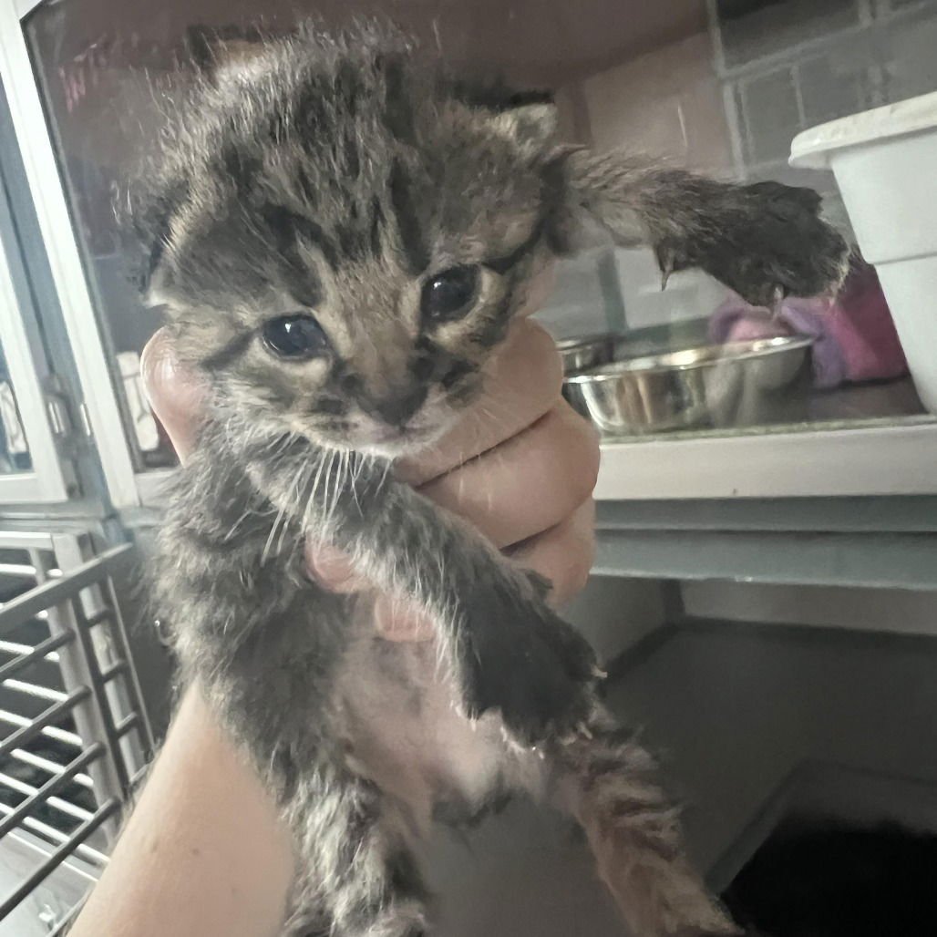 ALDER/HAGRID - Domestic Short Hair available for adoption