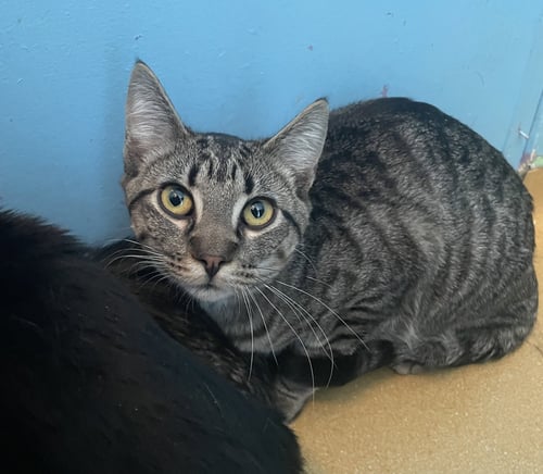 ALDER/HAGRID - Domestic Short Hair available for adoption