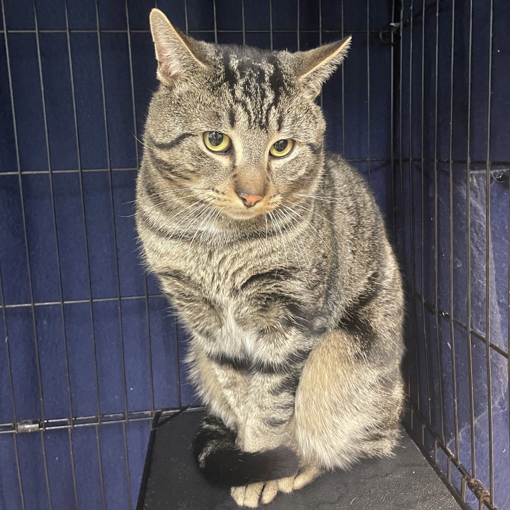 EVAN - Domestic Short Hair available for adoption