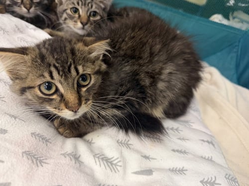 FAWN - Domestic Long Hair available for adoption