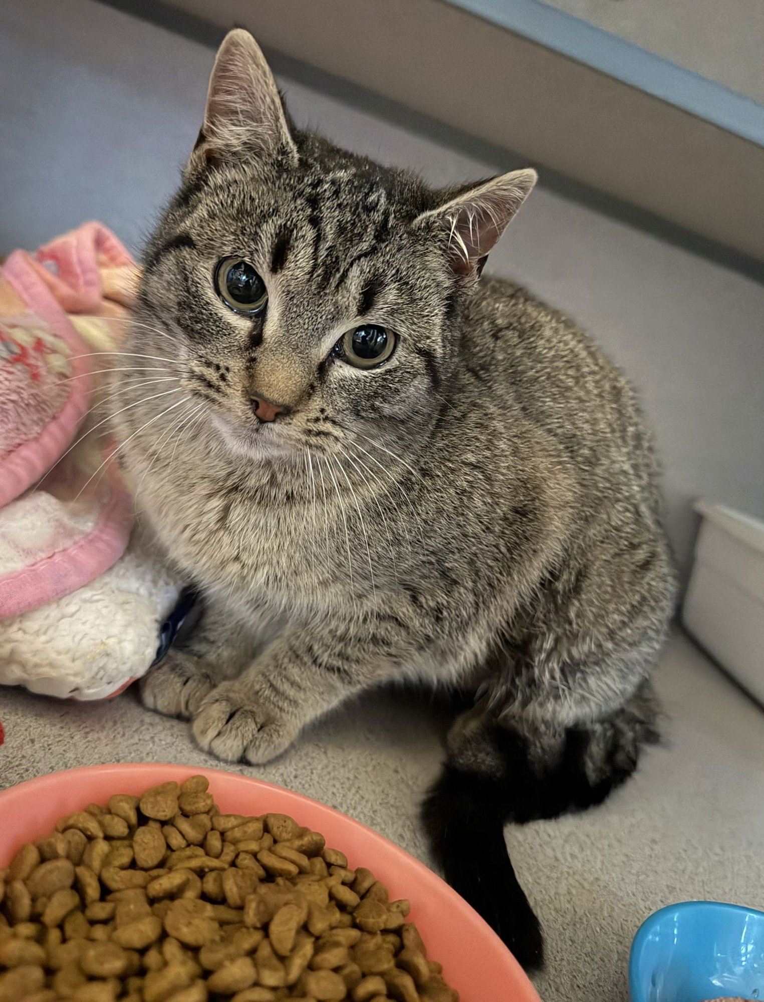 MICKIE - Domestic Short Hair available for adoption