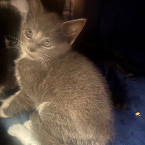ANDIE - Domestic Short Hair available for adoption