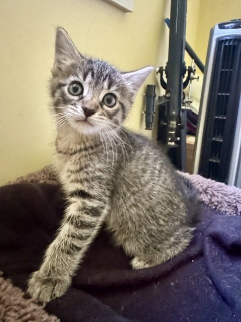GEORGIE-IN FOSTER CARE