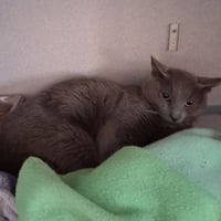 Blurry Flurry - Photo 1
