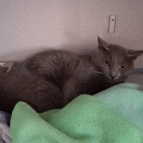 BLURRY FLURRY - Domestic Short Hair available for adoption