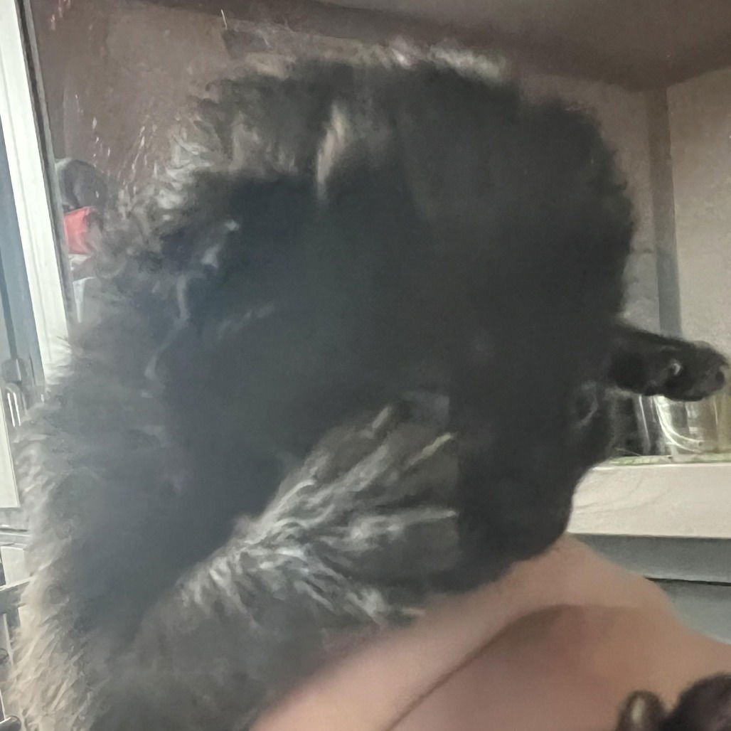 SAGE/BLACKBERRY - Domestic Short Hair available for adoption