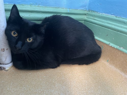 SAGE/BLACKBERRY - Domestic Short Hair available for adoption