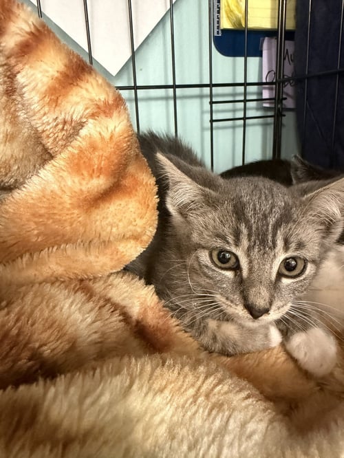 GRAY - Domestic Short Hair available for adoption