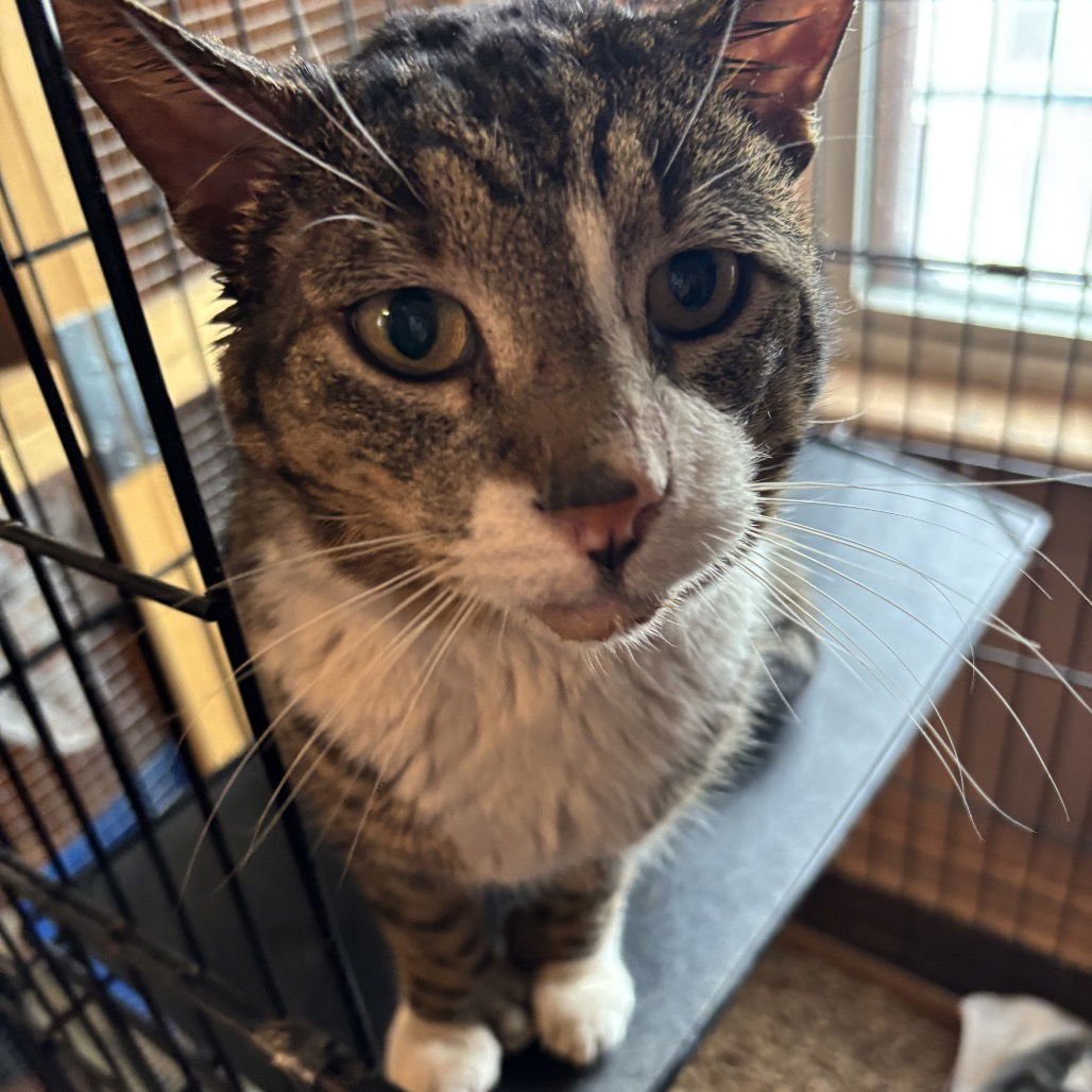 HEMINGWAY - Domestic Short Hair available for adoption