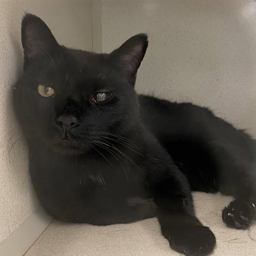 HALO - Domestic Short Hair available for adoption